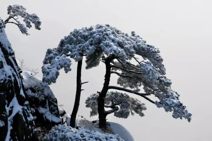 雪后黄山风景宛如人间仙境，舞