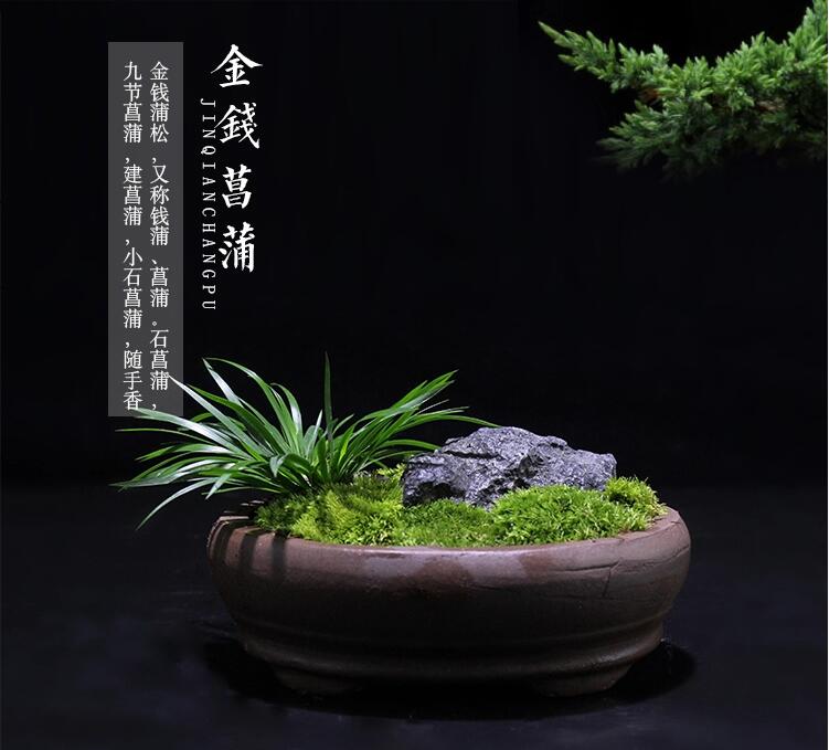 盆景图片 菖蒲盆景