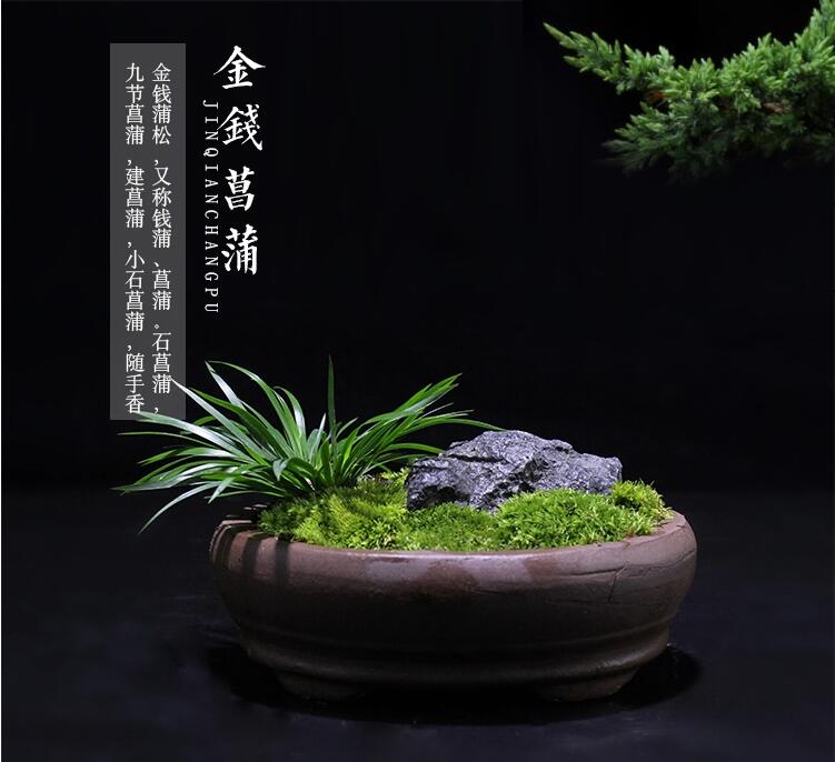 金钱菖蒲微景观盆景