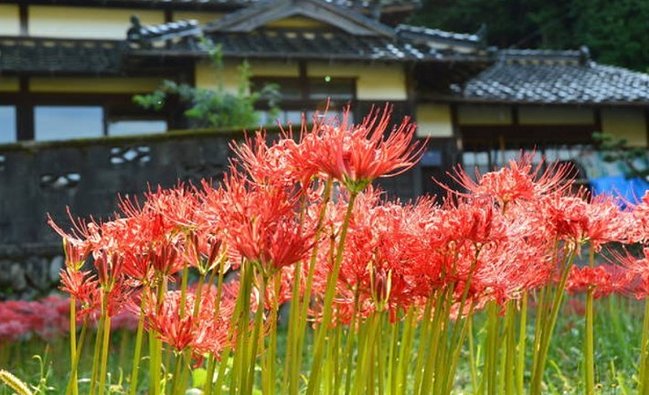 日本民宿体验