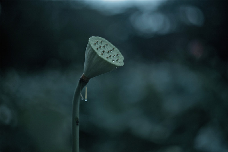 烟雨荷塘古装人物摄影照片