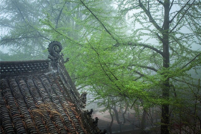 山中寺庙林间美景