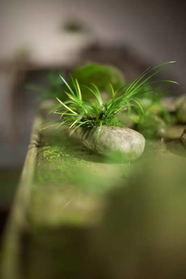 耐苦寒安淡泊古时“神草”菖蒲