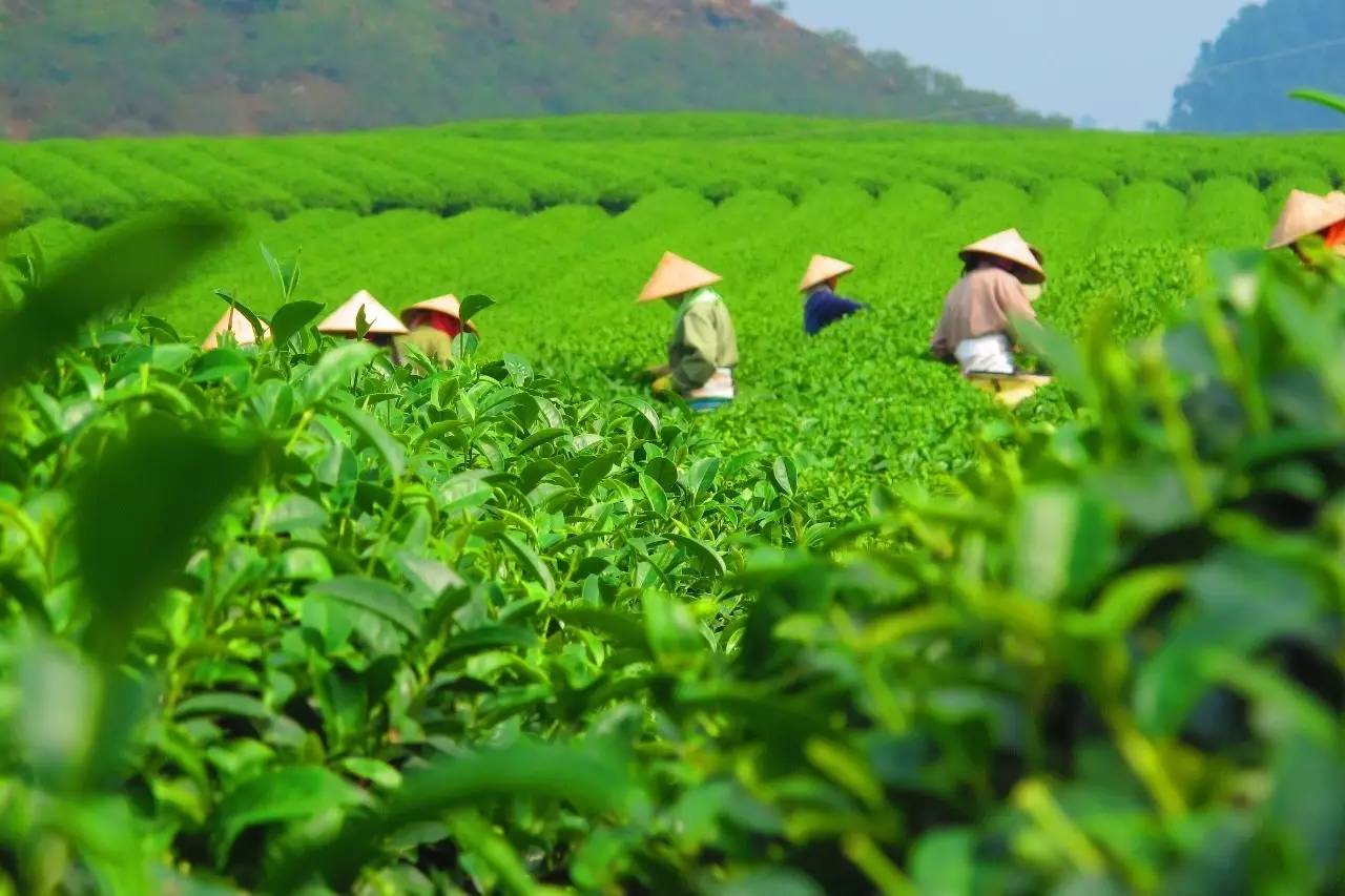 熹园茶宿，禅茶一宿悠然山水间