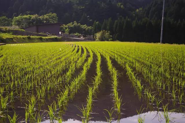 熹园茶宿，禅茶一宿悠然山水间