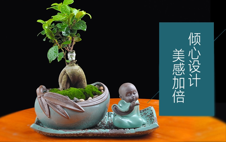 人参榕盆景植物 禅意绿植四季常青盆栽盆景 中国风