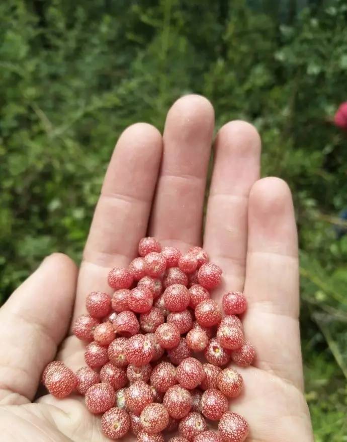 若丁山七号营地，无数人向往的“星空露营地”