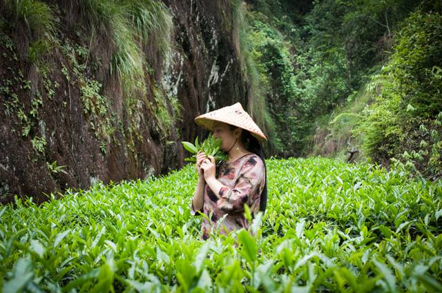 茶隐山房，以茶会友隐逸尘世