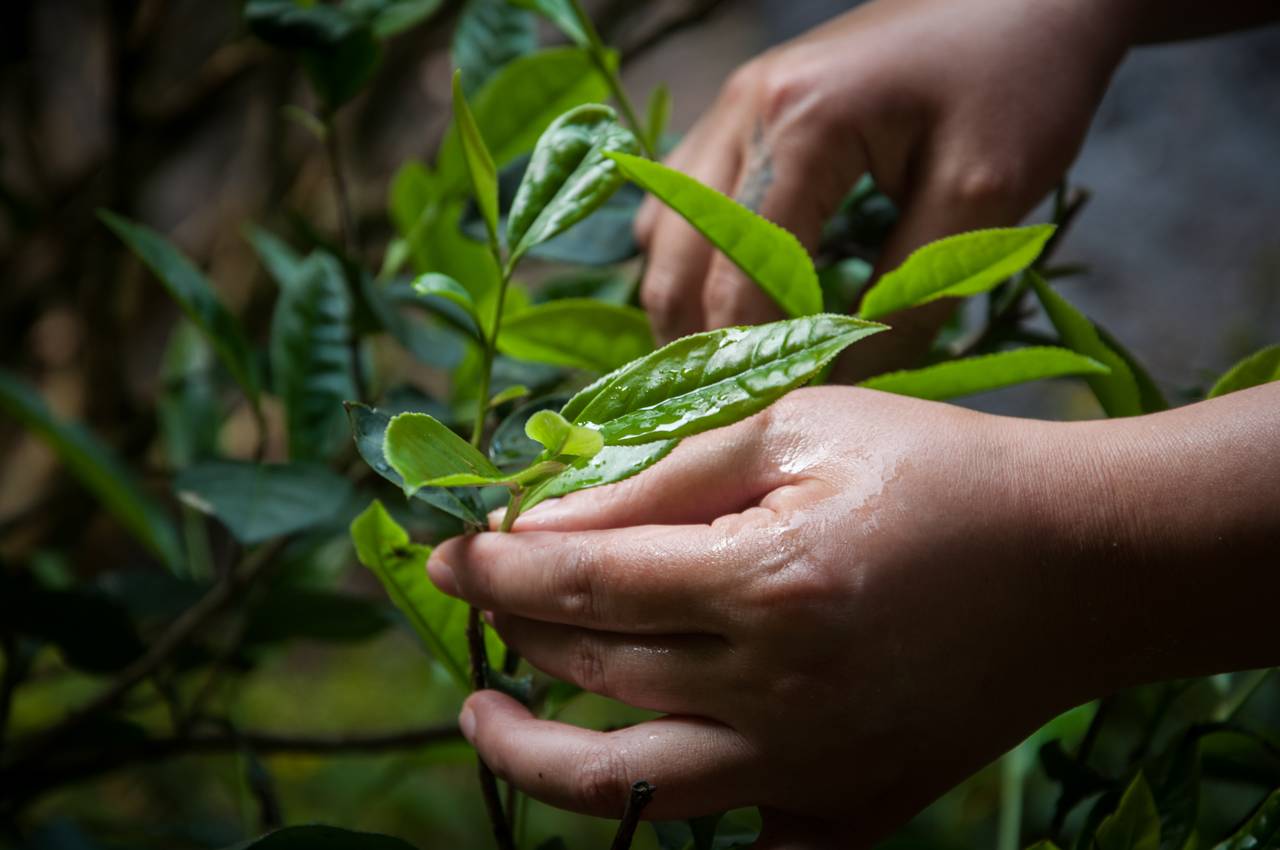 茶隐山房，以茶会友隐逸尘世