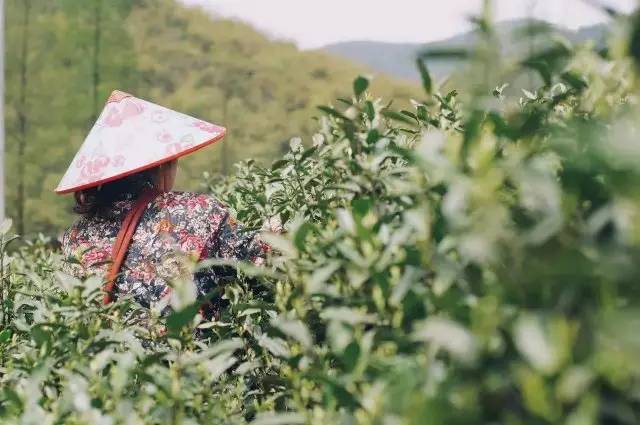 莫干山悠然九希，面朝竹海背向茶山的避暑圣地