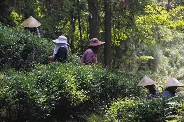 乌龙先生，用心做好茶发扬博大精深的茶文化