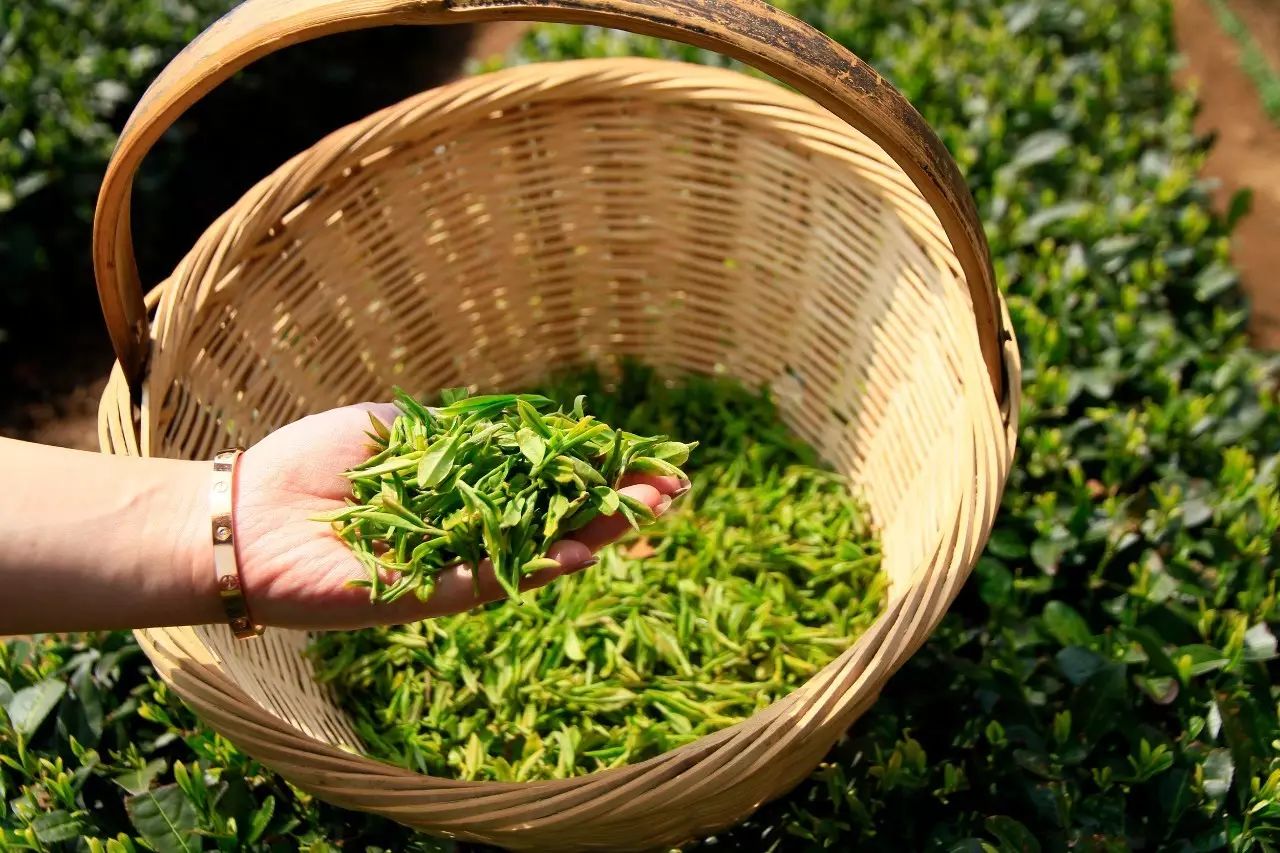 晓阳春茶，寻找茶道融于茶水中的美好生活