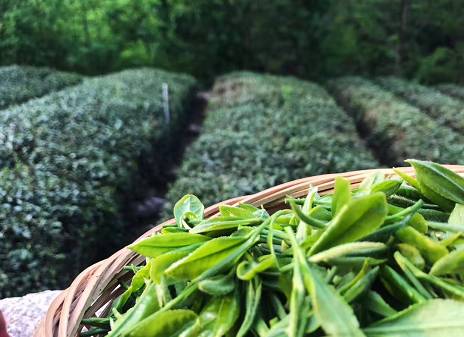 晓阳春茶，寻找茶道融于茶水中的美好生活