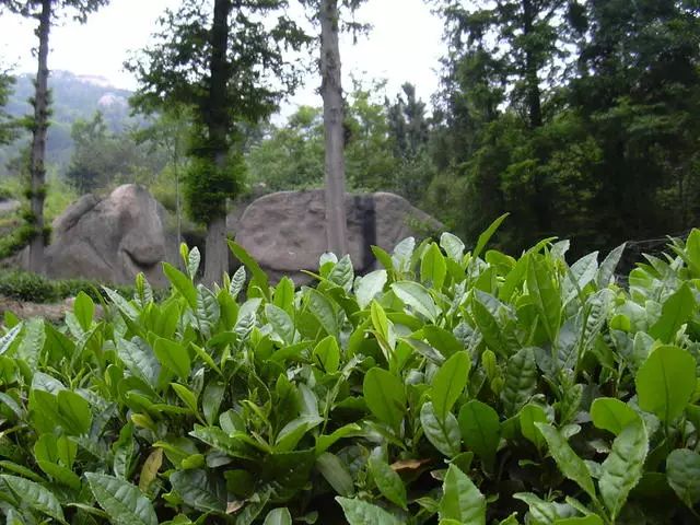 晓阳春茶，寻找茶道融于茶水中的美好生活