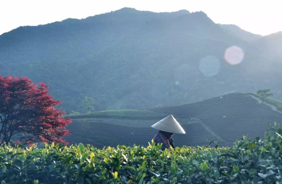 茗墅茶庄园，西湖以外的西湖