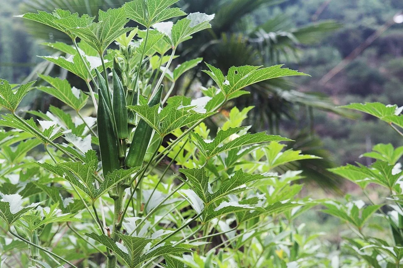 村上酒舍，体验古村生活一起慢慢变老