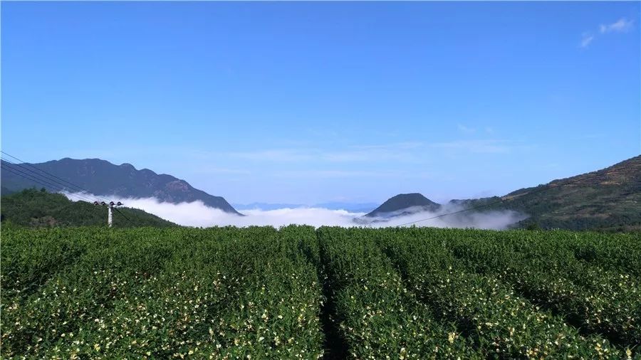 丽水·云逸远山，在牡丹亭有个仲夏夜之梦