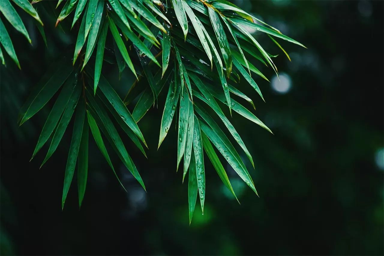 莫干山·趣舍一棵树，置身山中与山林万物相连