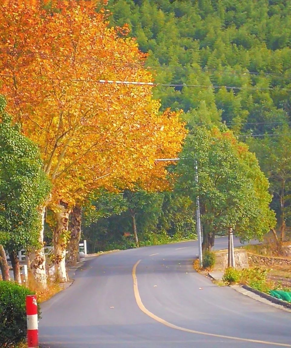 莫干山·西璞，睡进梵高的画里