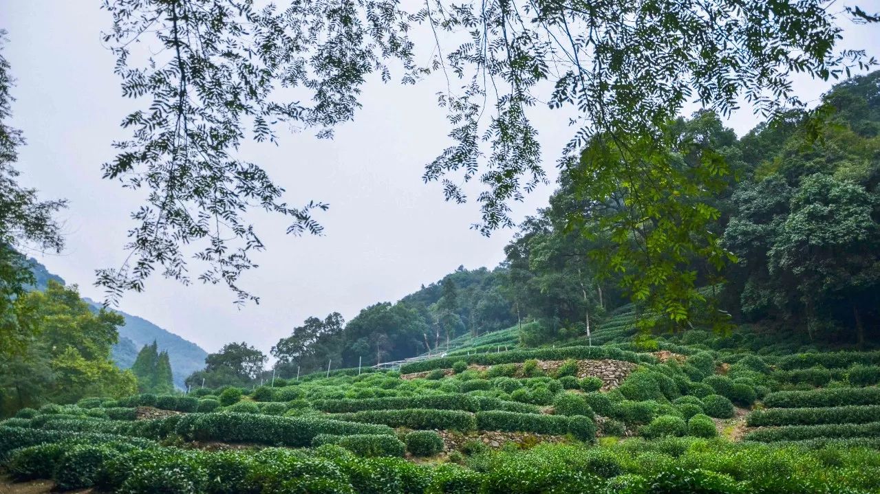 茶隐·喜在山舍，上有茶山下有九溪肆意虚度生活