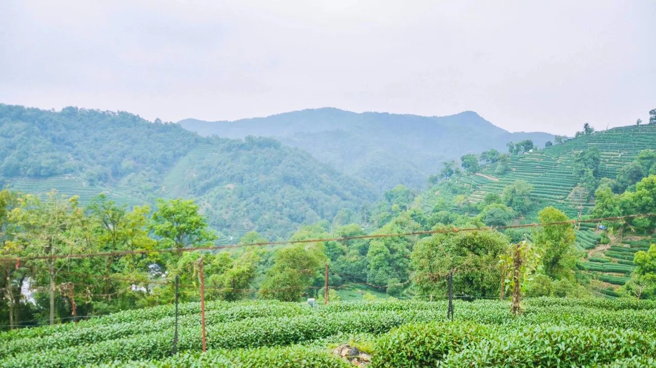 茶隐·喜在山舍，上有茶山下有九溪肆意虚度生活