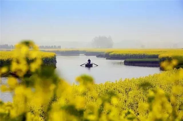 美到窒息的中国最美油菜花海，邂逅花海风景！