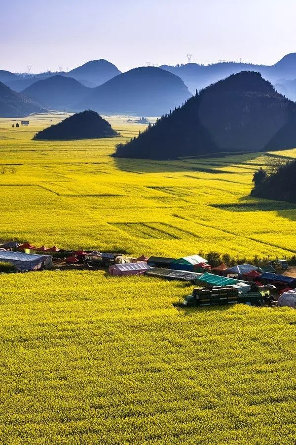 美到窒息的中国最美油菜花海，邂逅花海风景！