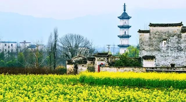 美到窒息的中国最美油菜花海，邂逅花海风景！