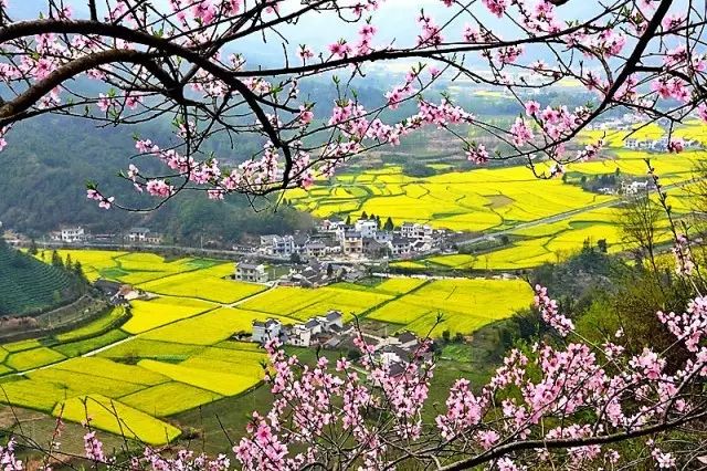 美到窒息的中国最美油菜花海，邂逅花海风景！