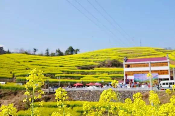 美到窒息的中国最美油菜花海，邂逅花海风景！