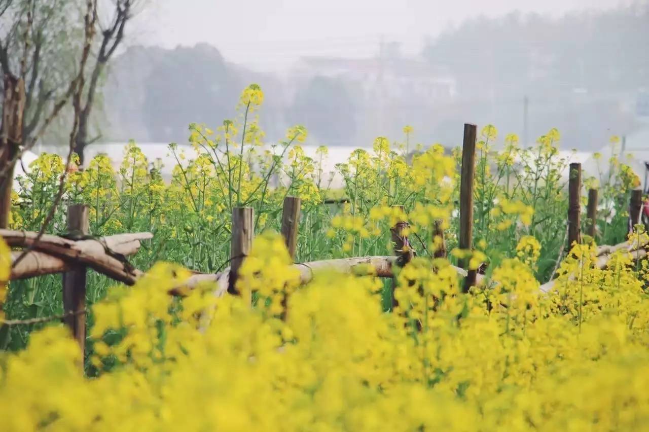 美到窒息的中国最美油菜花海，邂逅花海风景！