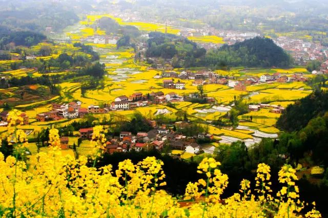 美到窒息的中国最美油菜花海，邂逅花海风景！