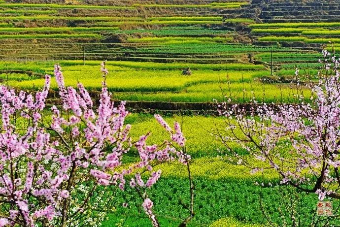 美到窒息的中国最美油菜花海，邂逅花海风景！