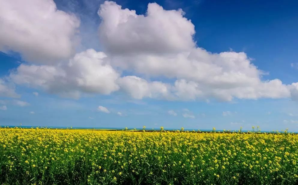 美到窒息的中国最美油菜花海，邂逅花海风景！