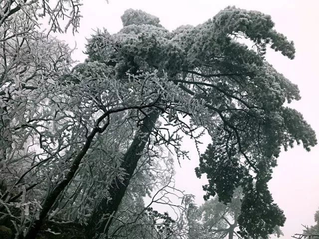 雪后黄山风景宛如人间仙境，舞一曲雪中霓裳羽