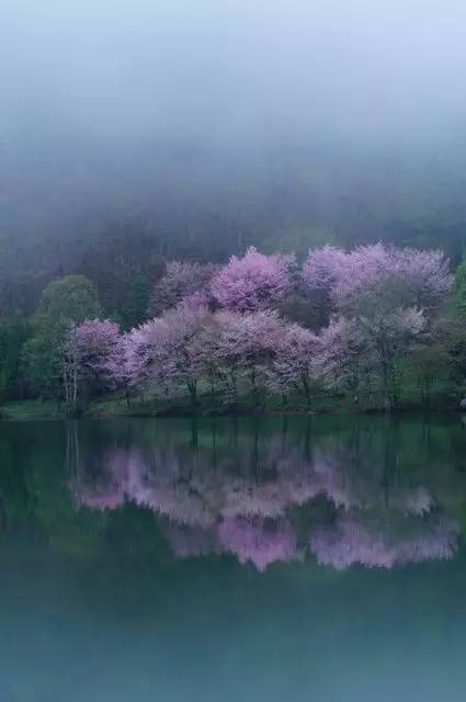 唯美风景图片：生命是一树花开