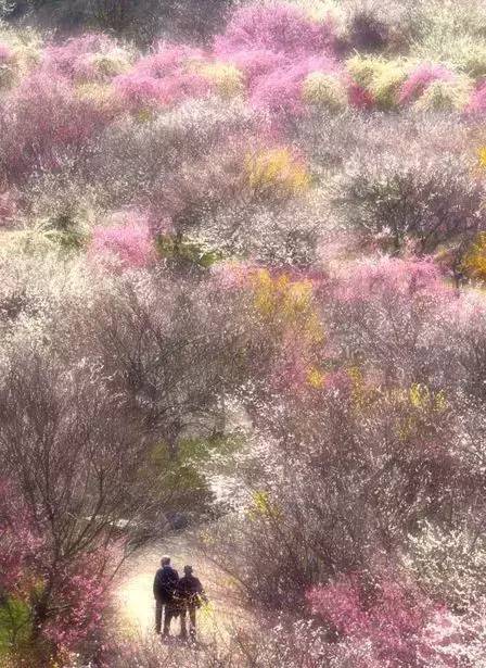 唯美风景图片：生命是一树花开