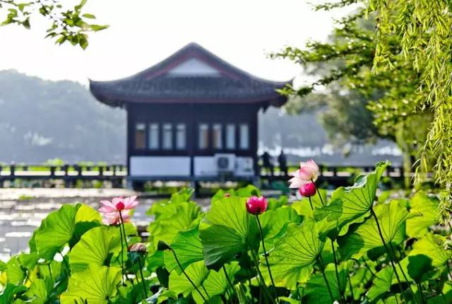 诗意风景：一花一世界，一诗一情怀