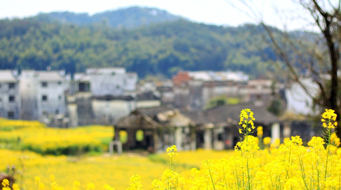 梦回西江，南昌，庐山，婺源