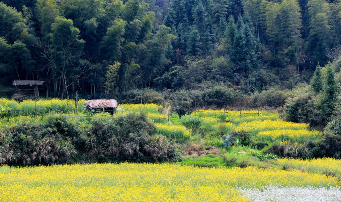 梦回西江，南昌，庐山，婺源