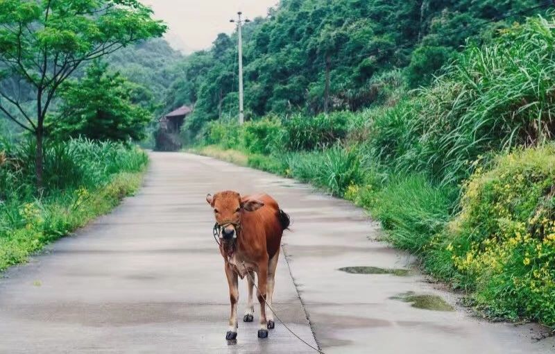 台州临海·草宿，骨子里流淌的乡愁烙印