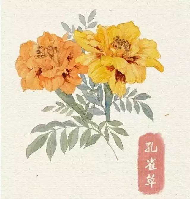 40款绝美水彩花卉手绘插画赏析