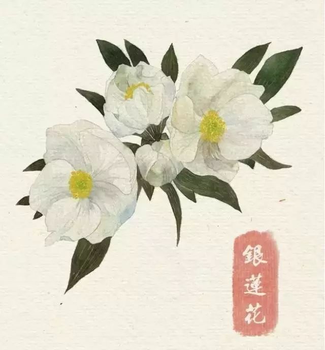 40款绝美水彩花卉手绘插画赏析