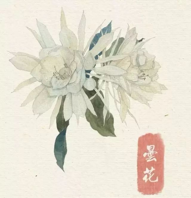 40款绝美水彩花卉手绘插画赏析