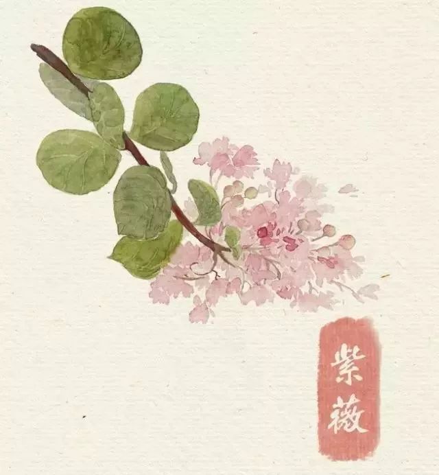 40款绝美水彩花卉手绘插画赏析