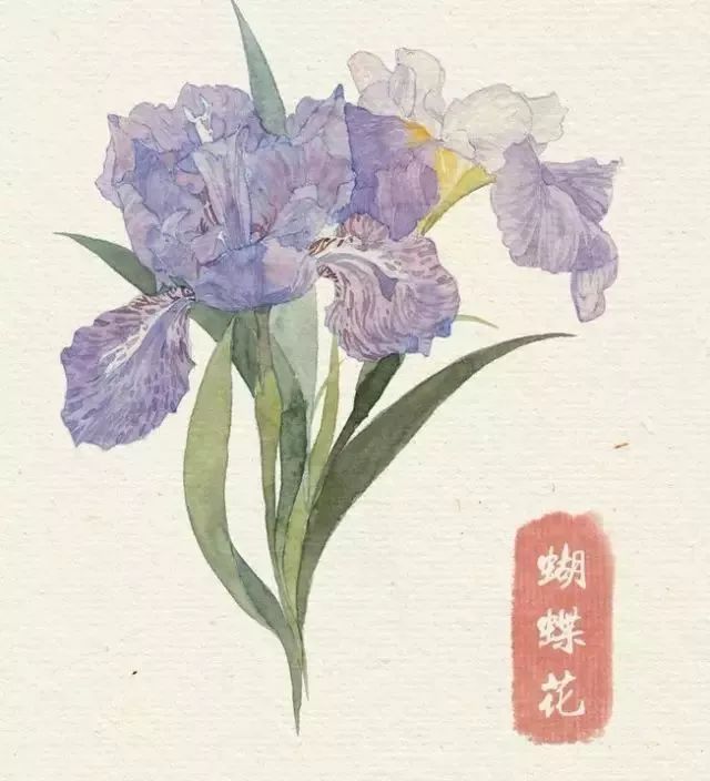 40款绝美水彩花卉手绘插画赏析