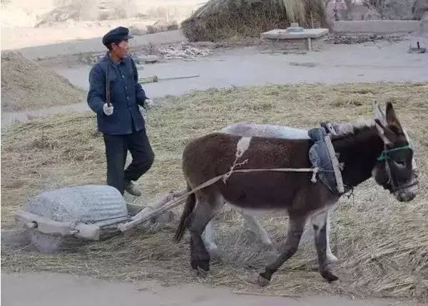 民俗文化童趣：二十年前割麦的童年