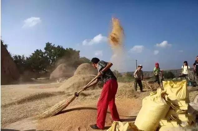 民俗文化童趣：二十年前割麦的童年