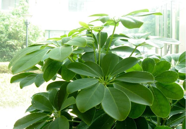 风水上招财的植物有哪些 八种植物招财又旺宅 中国风