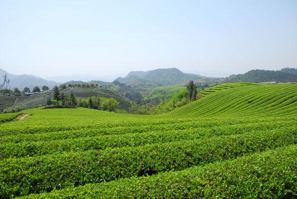 武义县武阳春雨茶茶园图片3